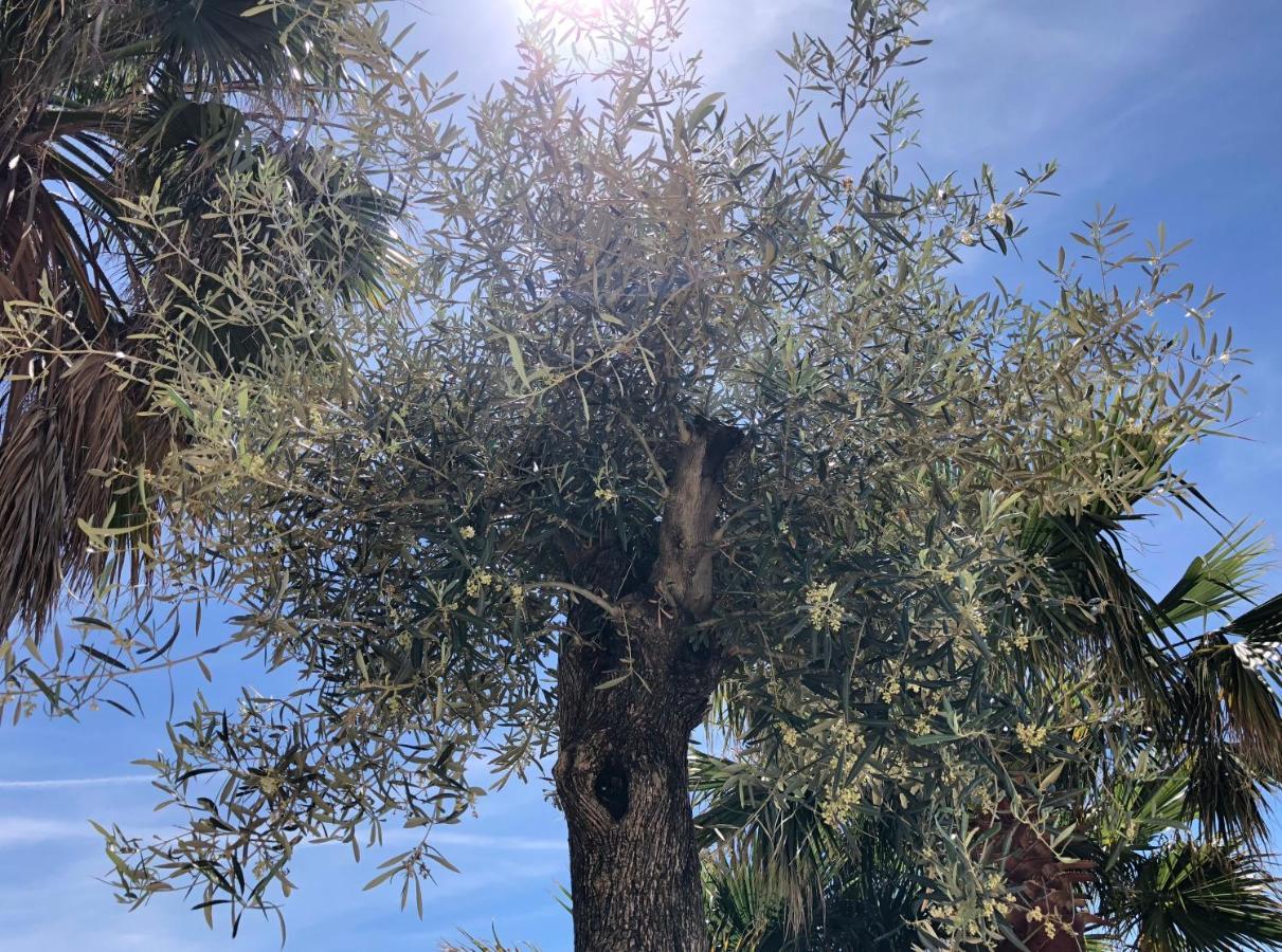 Casa Olina Daire Bahia de Casares Dış mekan fotoğraf